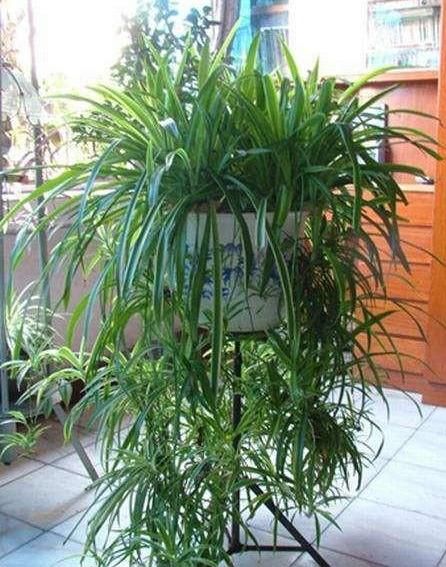  『绿萝』吊兰绿萝，想做邻居，要有“时间限制”，互相伤害，两败俱伤