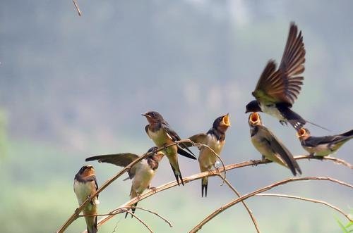  「发生」家里有燕子窝，预示这3件事要发生，农民不要打也不要赶