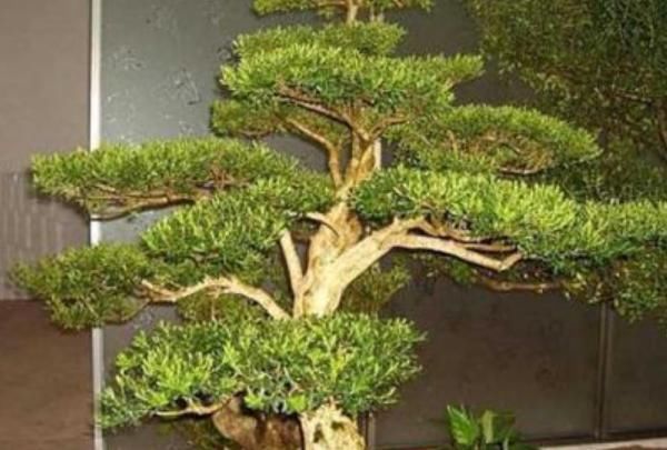  [寓意]这4种花，养在家旺财又“镇宅”，比绿萝、发财树还要强100倍