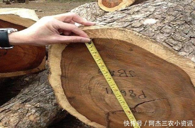  树木：农村这种树很常见，价值不输紫檀木，很多人却把它当柴烧