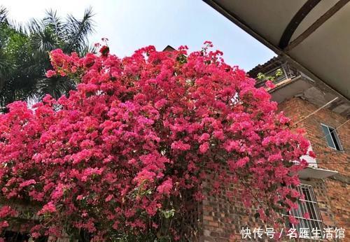 『门口』庭院门口4种花,花量大花期长,从春一直开到秋,也可盆栽养护