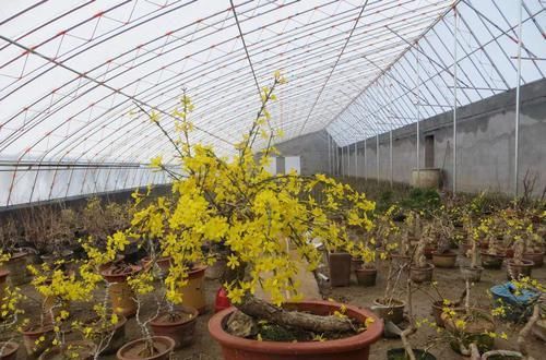 【迎春花】迎春花盆景剪光叶子会开花吗?舍得剪,换个位置,满树金黄全是花