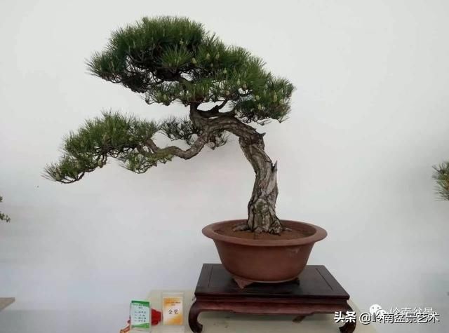 中国?新沂第二届精品盆景展回顾