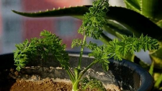 『阳台上种菜』这三种蔬菜，阳台上的蔬菜不错的选择，煲上几盆，吃上长茬！