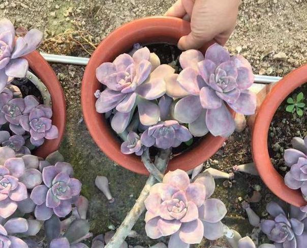 【变肥】紫乐多肉叶子发软?避开4个''误区'',植株叶片变肥、上色快