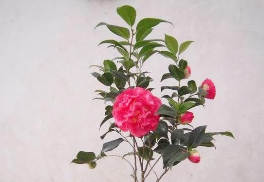  甲醛|最香的盆栽茶花品种，花开浓香，花色艳丽，而且还能够吸收甲醛