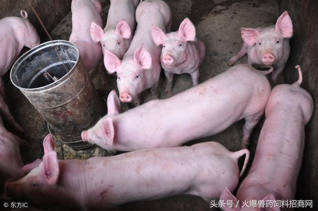 山东生猪价格承压回落，专家预计12月后猪价或上涨！