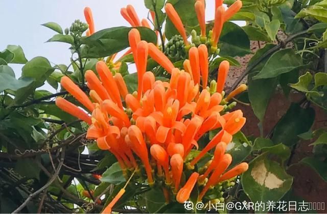  开出漂亮■阳春三月，出门踏青，原来有这么多漂亮花！