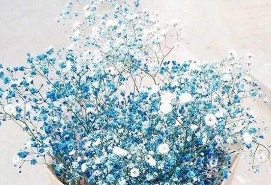  『花被』此花被称为“开花机器”，全年开花不断，花开繁盛惹人爱，美爆了