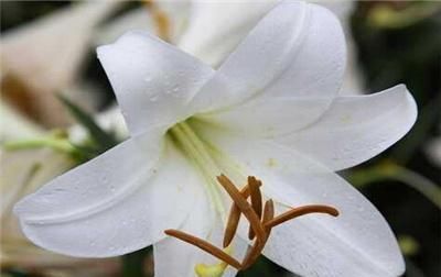  #选择#百合花怎么繁殖,方法操作不好的话直接就废掉了