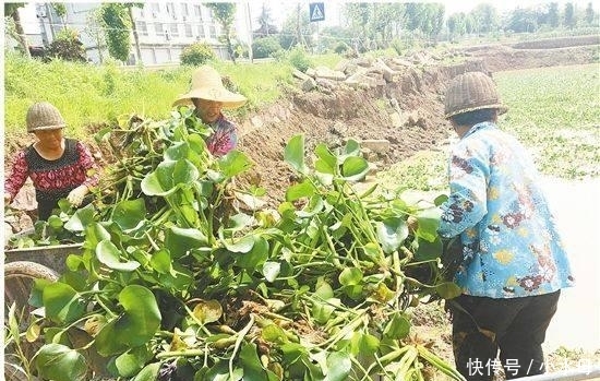 农民注意: 今年起, 这4类农作物禁止种植, 不听劝阻的, 要被罚款