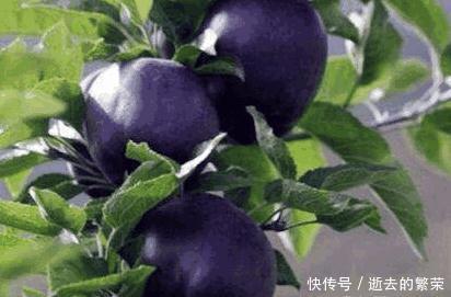  【发现】我国刚出的农业发现, 种上56棵, 产量4900斤, 比母猪都