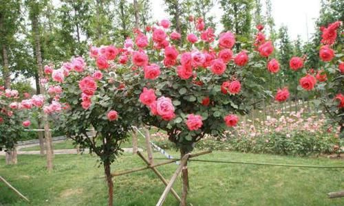 充足的情况@栽种月季花要注意什么,月季花是否能常年在室外养护?