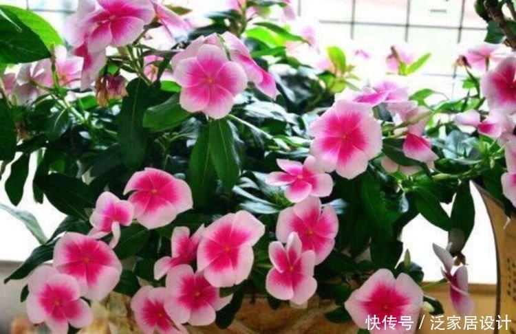 『牡丹』适合春季养的花,好活易爆盆,花朵粉嫩丰腴,绚丽夺目