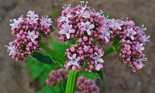  #漂亮#这5款夏季花卉，花朵漂亮显高级，养在客厅美出新天地，艳丽多姿