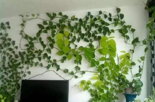  植物@划重点！绿萝变瀑布爬满墙，这4个原则，一养一个准新手也能成功