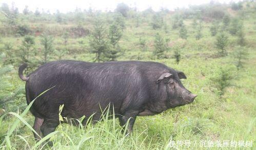  「猪肉」穆斯林为什么不吃猪肉 原来是在中东形成的