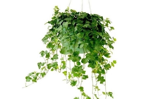  『且具有很』家居环保小知识 10大防甲醛植物推荐