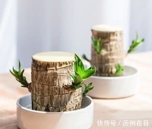  「人人」她养巴西木只用这几招，蹭蹭冒新叶，还能开出花，人人都羡慕！