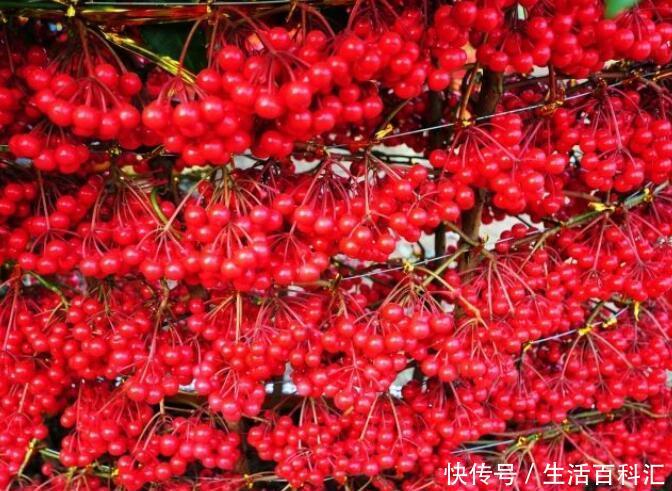 『适合』“4种寓意花”,好养又漂亮,办公室跟家里都适合养!