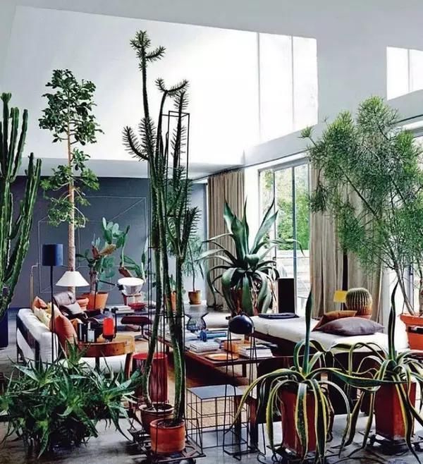  【自带】自带镇宅安家的30种大植物，满满都是安全感