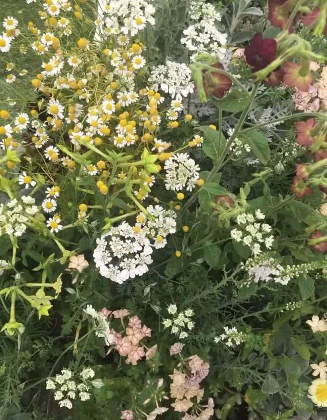  「养花」等我们年纪大了，回乡下，开辟院子，种菜养花