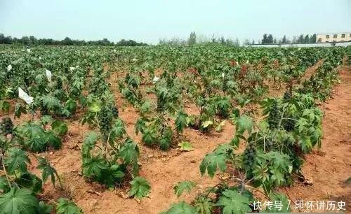  「我国」它浑身都是毒，入侵我国却被大量种植，如今全球年产量5