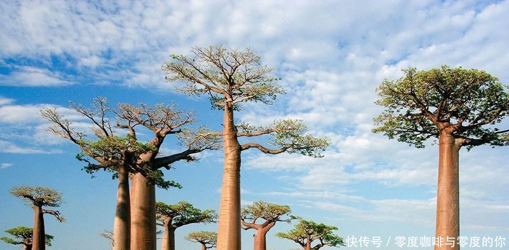 世界上最美丽的六种树，造型风格各异，有一种能在关键时刻救命