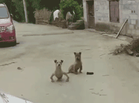  [GIF]搞笑GIF趣图：刘大娘挺爱干净，每次卖纸皮之前都要把它洗一遍…