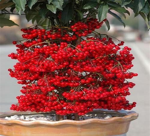 「养护」这花寓意好,养眼又招财,客厅摆一盆,胜过发财树数倍,您有吗