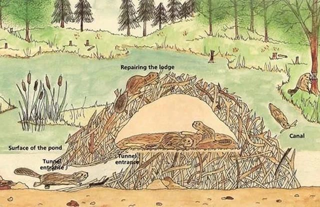 冷冷！寒潮已到达！你在发抖，国宝却不冬眠，连猴子都在泡温泉