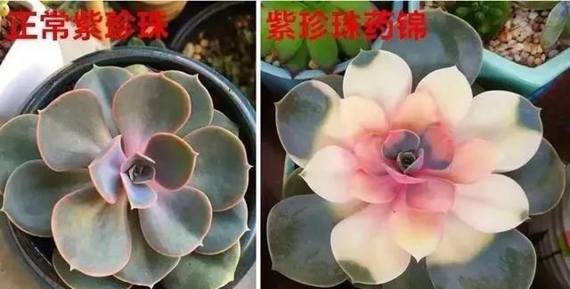  「凉通风处」多肉有这特征是药锦,别再买了,买回家会腐烂