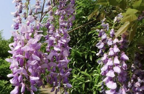  【花苞】典型的2种“爬藤花”，容易养，阳台摆上“2盆”，花苞蹭着冒！