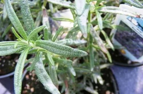 『家里』家里养的植物容易感染白粉病，做好这几点能预防，治疗也有好方法