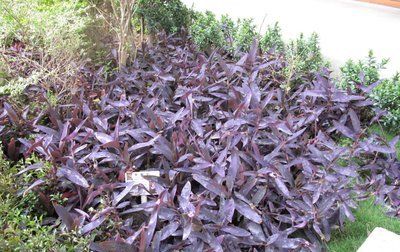  「花梗」农村常见的”鸭跖草“，随处可见，价值不菲，珍惜鸭跖