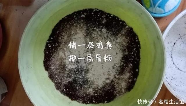 『爆花』开败的矮牵牛,剃头15天又爆花,剪下来的枝条再扦插,1盆变100盆