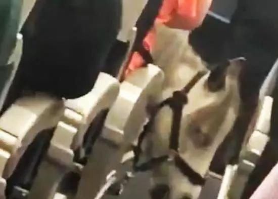  [座位]乘客坐飞机，发现旁边座位竟有一匹马