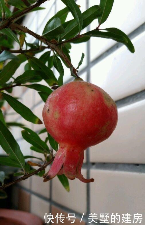 花大果■石榴盆栽怎么养?做到“2点”,花大果多,花美果子甜