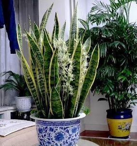  【家里】利于健康的3种花，可以多养二三盆，放在家里，少生病菌，家人好