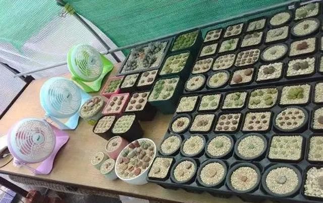 『家里』天气越来越热,家里的多肉植物记得要避暑