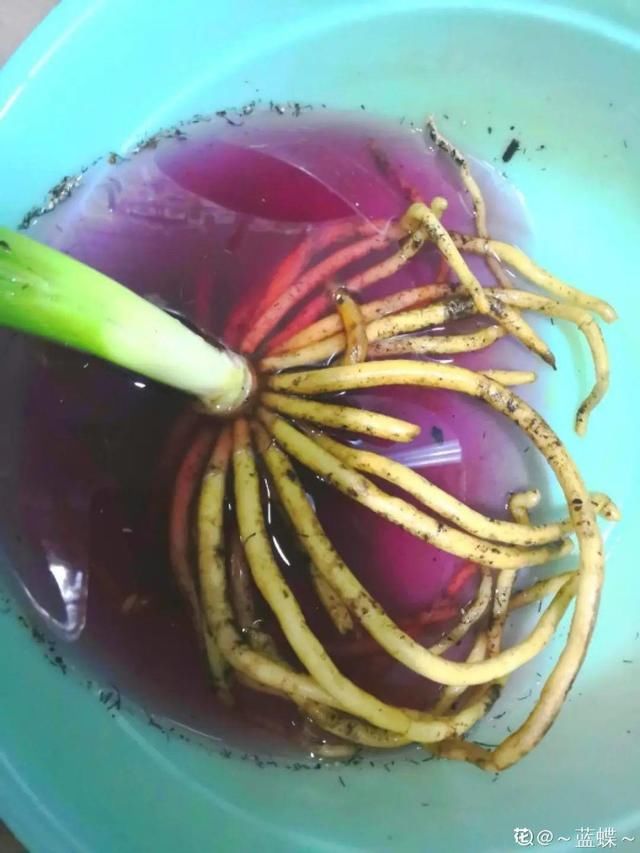  「溶液里浸泡」1粒小药片，碾碎丢水里，花像吃了兴奋剂疯长！