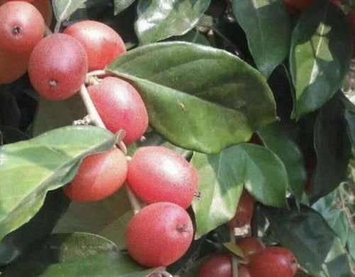  『观赏价值』别看1种果子像“枣子”，殊不知珍贵，农地里要是有，要珍惜！