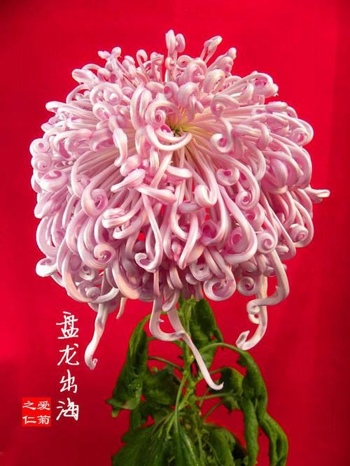  『龙出海』喜欢菊花，不如养盆“菊中精品”墨菊，花色如墨，高贵典雅，美！