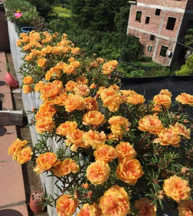  药用价值：夏季养花首选，光照越强花开的就越灿烂，三季开花还有药用价值