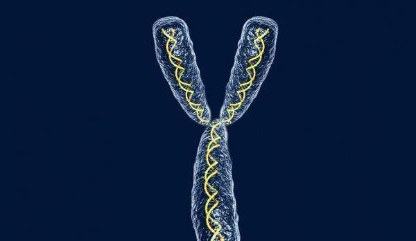 科学家最新发现 人类的y染色体正在消失 未来还会有男性吗 快资讯