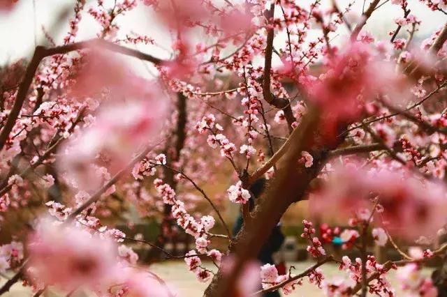 花开成海！！！再过半个月，海淀这座山将美成童话！