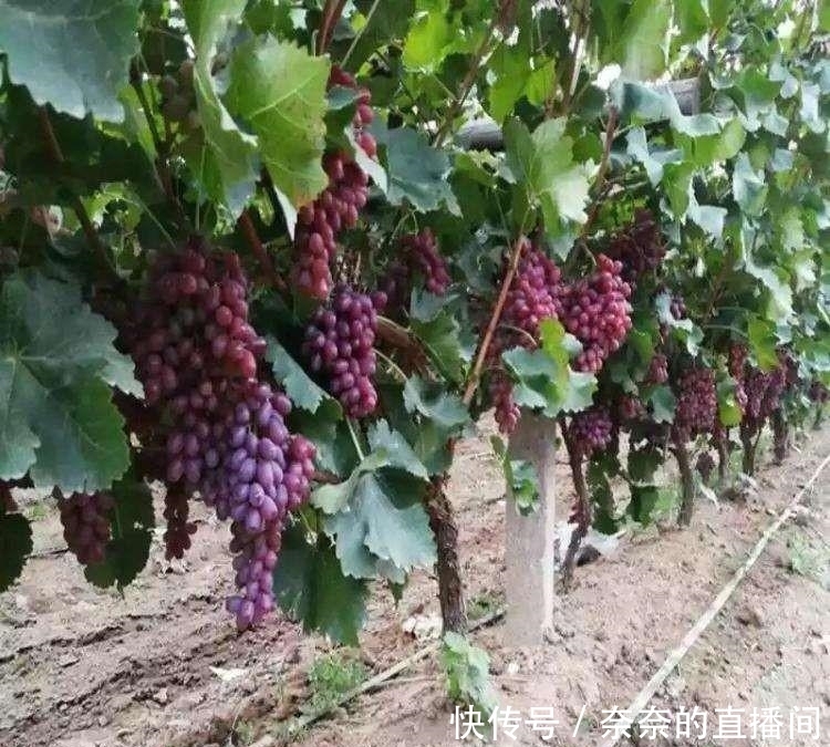 「招财」院子里不要乱种树,这6种树不仅能添福旺宅,还能招财纳福