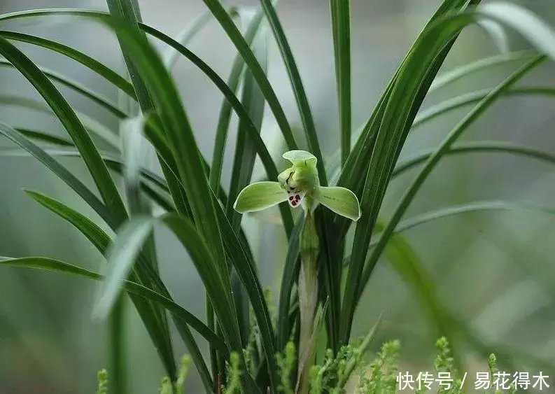 『生长期』兰花生长缓慢或停滞?莫急,也许是未到生长时