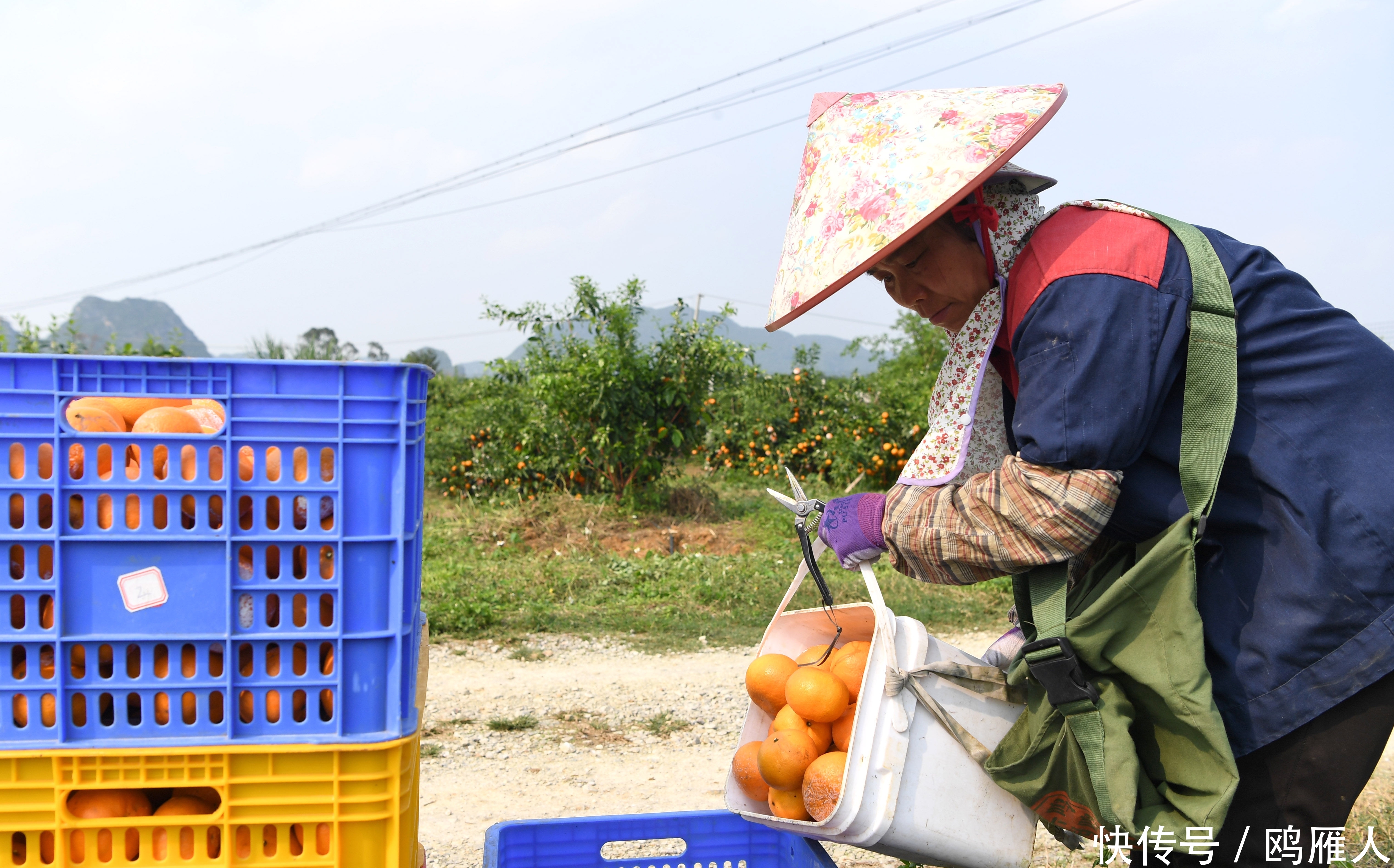  #采销#广西南宁：沃柑采销忙