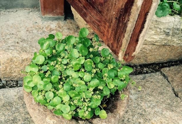  「寓意」寓意好的铜钱草开花后怎么办?就这几点会让“它”叶片油绿爆盆!